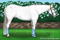 Horse Color:Brown Appaloosa 