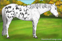 Horse Color:Brown Roan Appaloosa