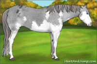 Horse Color:Brown Splash Appaloosa 