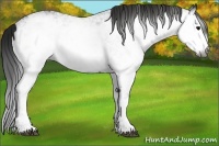 Horse Color:Gray White Spotted Black