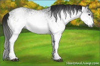 Horse Color:Gray White Spotted Black