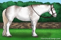 Horse Color:Gray White Spotted Chestnut 