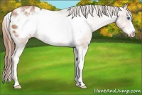 Horse Color:White Spotted Bay Pearl Sabino Frame Appaloosa 