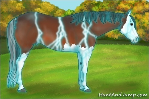 Horse Color:Thunderstruck Bay Splash