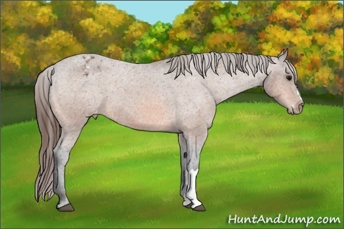 Horse Color:Bay Roan Appaloosa 