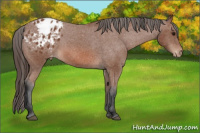 Horse Color:Bay Appaloosa Rabicano 