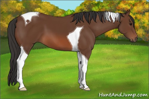Horse Color: Bay Tobiano 
