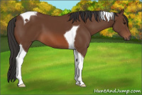 Horse Color:Bay Tobiano 