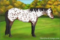 Horse Color:Bay Appaloosa 