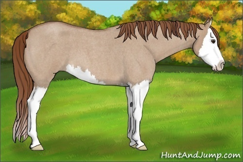 Horse Color: Red Dun Roan Splash 