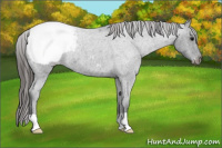 Horse Color:Blue Roan Snowcap 