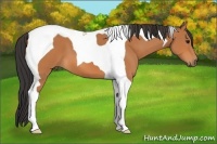Horse Color:Bay Tobiano 