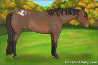 Horse Color:Bay Roan Appaloosa 