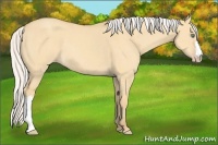 Horse Color:Silver Classic Cream Champagne Dun 