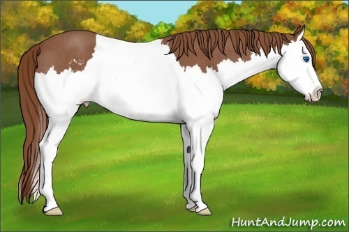 Horse Color:Red Roan Sabino Splash 