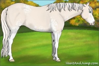 Horse Color:White Spotted Cremello Sabino 