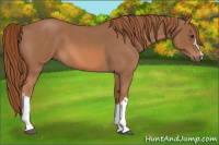 Horse Color:Red Roan 
