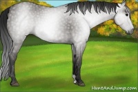 Horse Color:Gray Grullo 