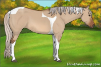 Horse Color:Silver Bay Dun Tobiano 