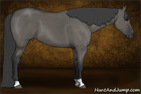 Horse Color:Grullo 