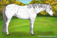 Horse Color:White Spotted Grullo Blanket 