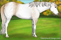 Horse Color:Gray White Spotted Palomino 