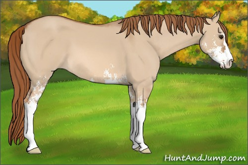 Horse Color: Red Dun Sabino 