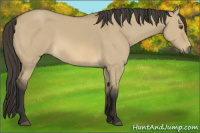 Horse Color:Buckskin Dun