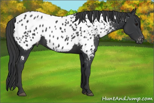 Horse Color:Black Near Leopard 