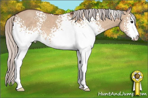 Horse Color: Unknown 