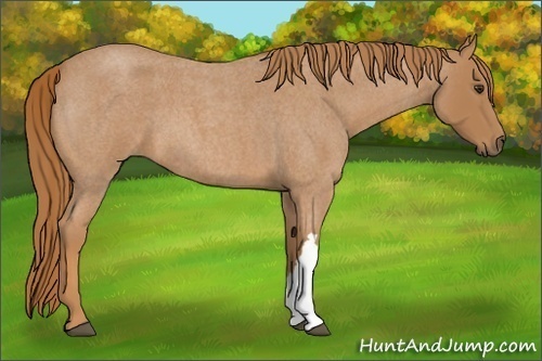 Horse Color:Red Roan