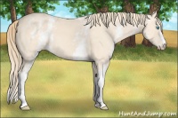 Horse Color:White Spotted Perlino 