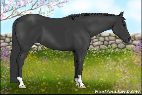 Horse Color: Black 