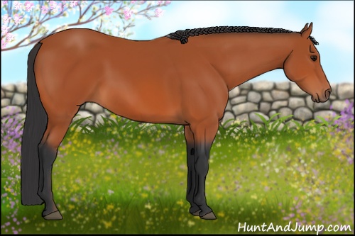 Horse Color: Bay 