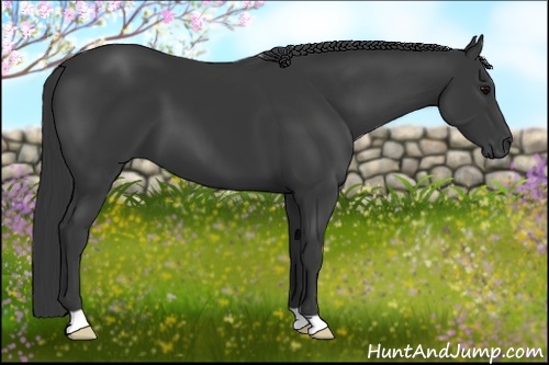Horse Color: Black 