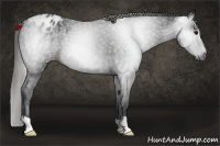 Horse Color:Gray Black Appaloosa 