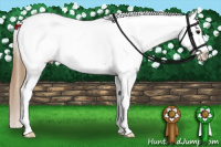 Horse Color:Smoky Grullo Appaloosa Rabicano