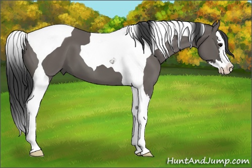 Horse Color:Grullo Splash Tobiano 