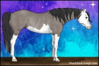 Horse Color:Grullo Splash Rabicano 