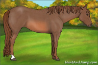 Horse Color:Unknown 