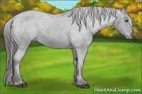 Horse Color:Black Varnish Rabicano 