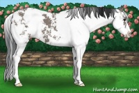 Horse Color:Grullo Sabino 