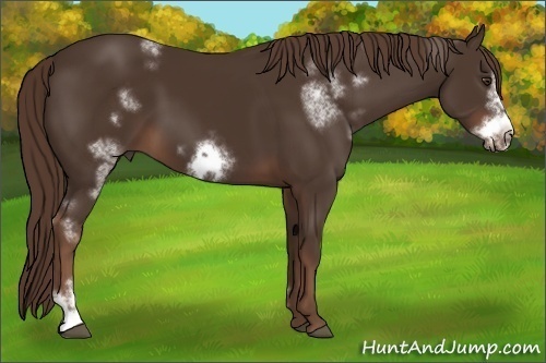 Horse Color: White Spotted Liver Chestnut Frame 