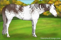 Horse Color:White Spotted Liver Red Roan Splash 