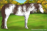 Horse Color:White Spotted Liver Chestnut 