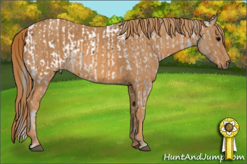 Horse Color: Brown Blanket  Brindle