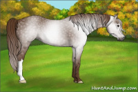 Horse Color:Gray Chestnut 