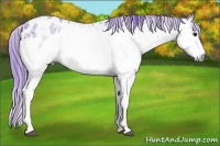 Horse Color:Gray Watercolor White Spotted Brown Appaloosa 