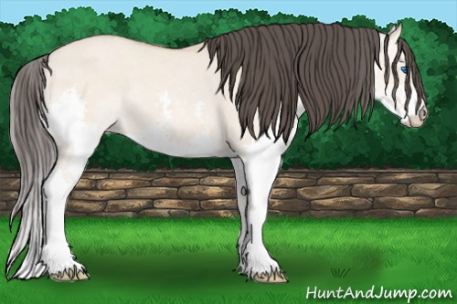Horse Color:Amber Champagne Dun Splash 
