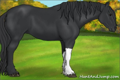 Horse Color: Brown 